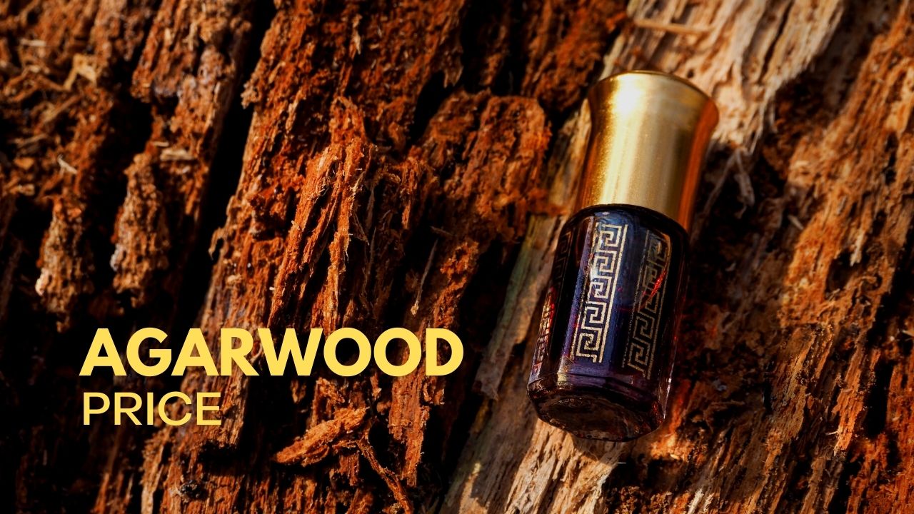 √ 4 Types Agarwood Price Philippines 2024
