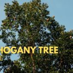 Cover Mahogany Tree Price in Philippines