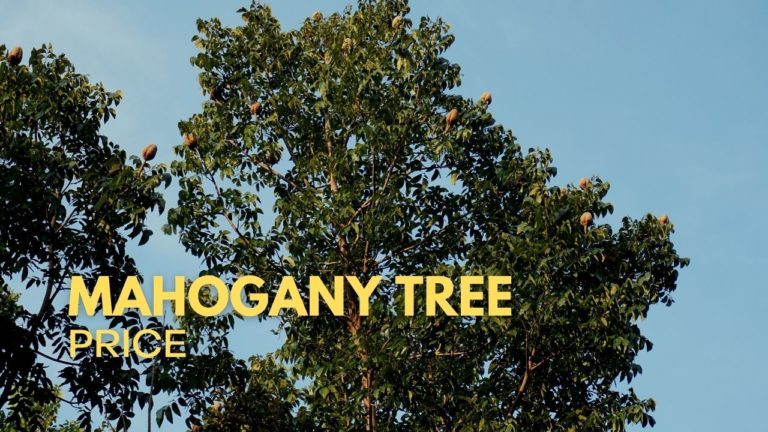 Cover Mahogany Tree Price in Philippines