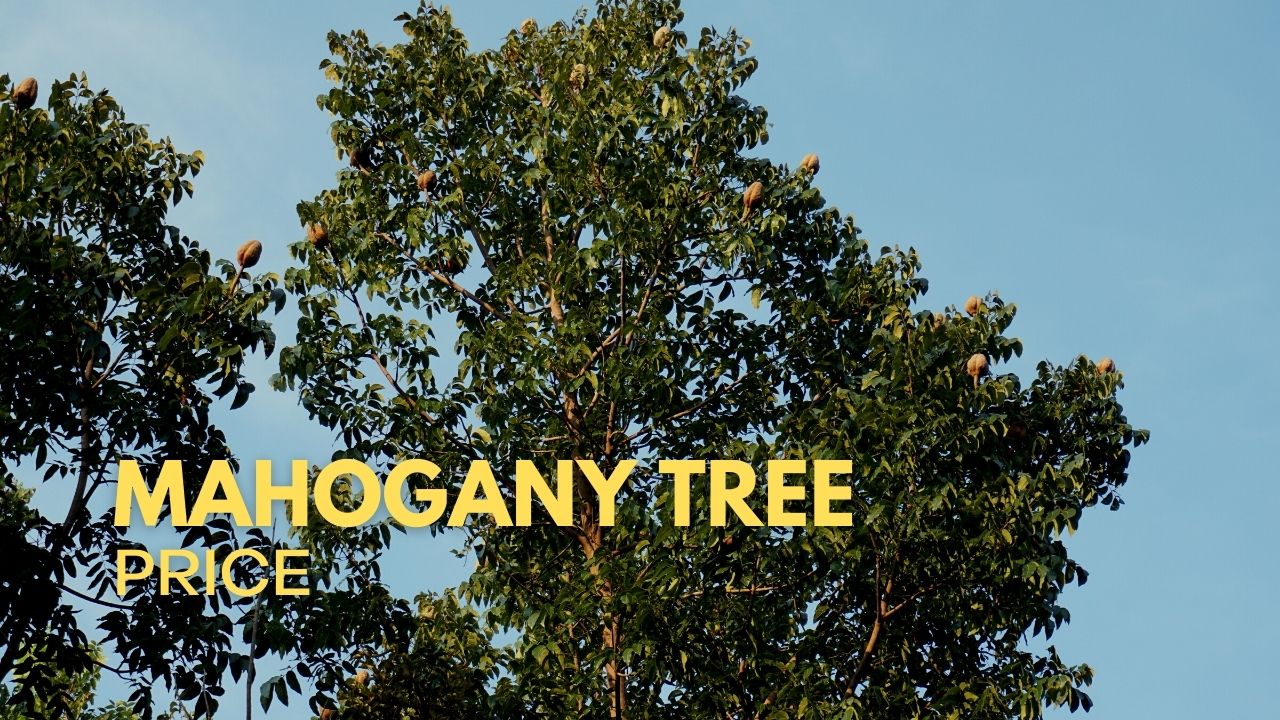√ Mahogany Tree Price Philippines 2024